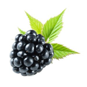 Blackberry PNG-26582